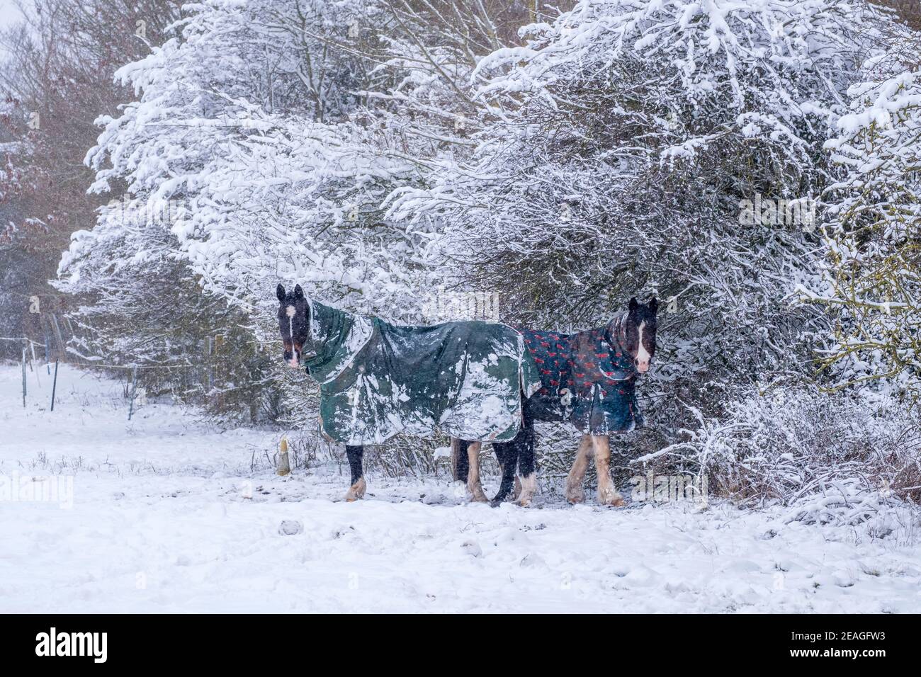 Deux chevaux dans le froid et la neige. Hiver à Suffolk, Royaume-Uni. Banque D'Images