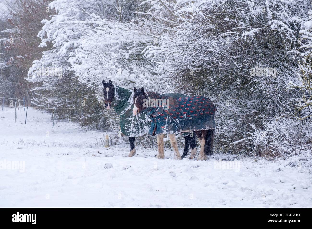 Deux chevaux dans le froid et la neige. Hiver à Suffolk, Royaume-Uni. Banque D'Images