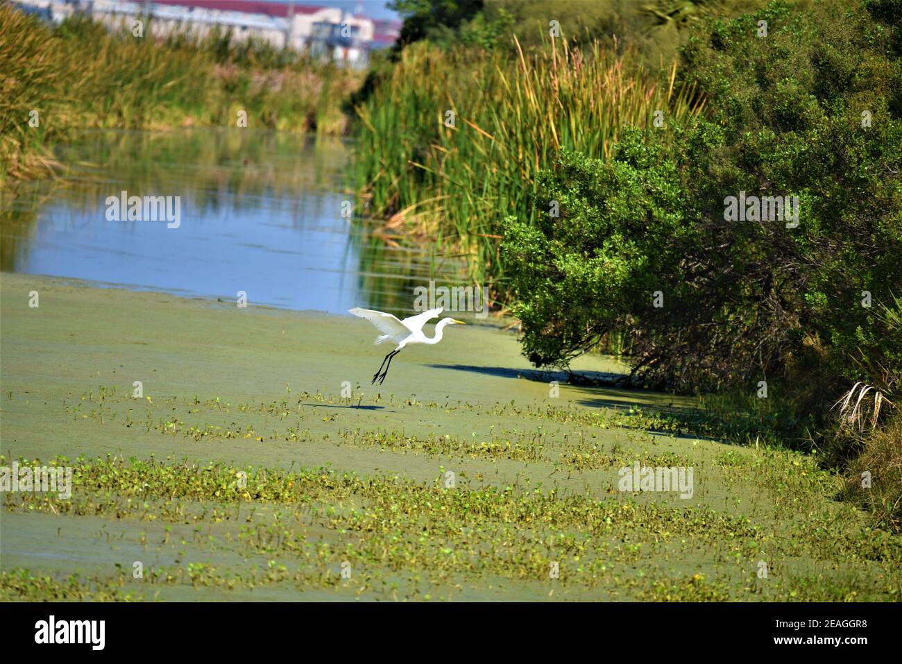 Blue Heron à Marsh, Patrick AFB Banque D'Images