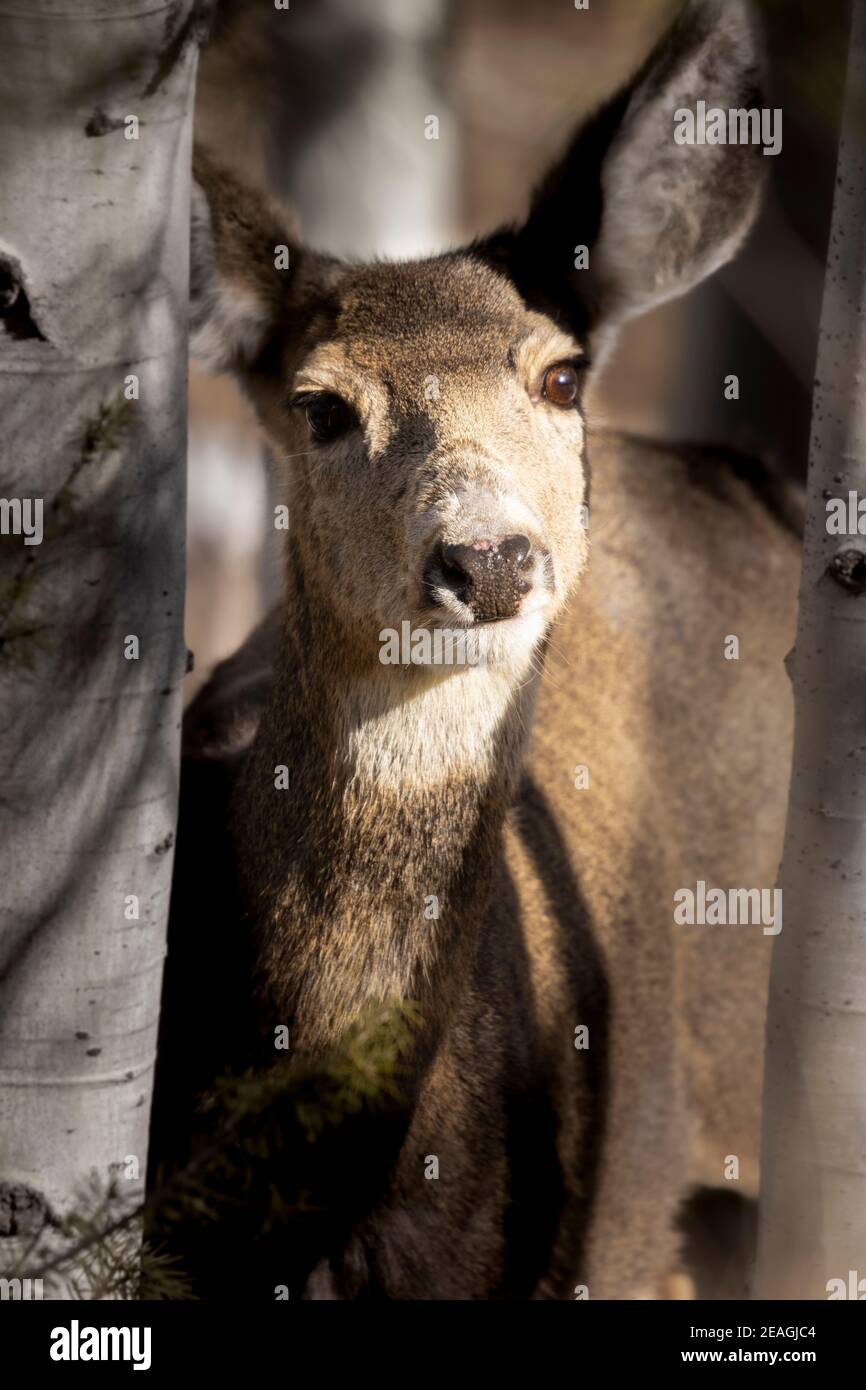 Petit troupeau de cerfs-mulets dans la forêt nationale de Pike Banque D'Images