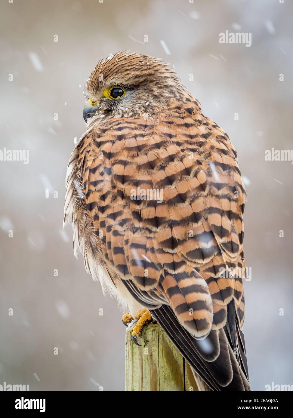 Un kestrel (Falco tinnunculus) dans la neige dans la réserve naturelle des terres agricoles de Beddington à Sutton, Londres. Banque D'Images