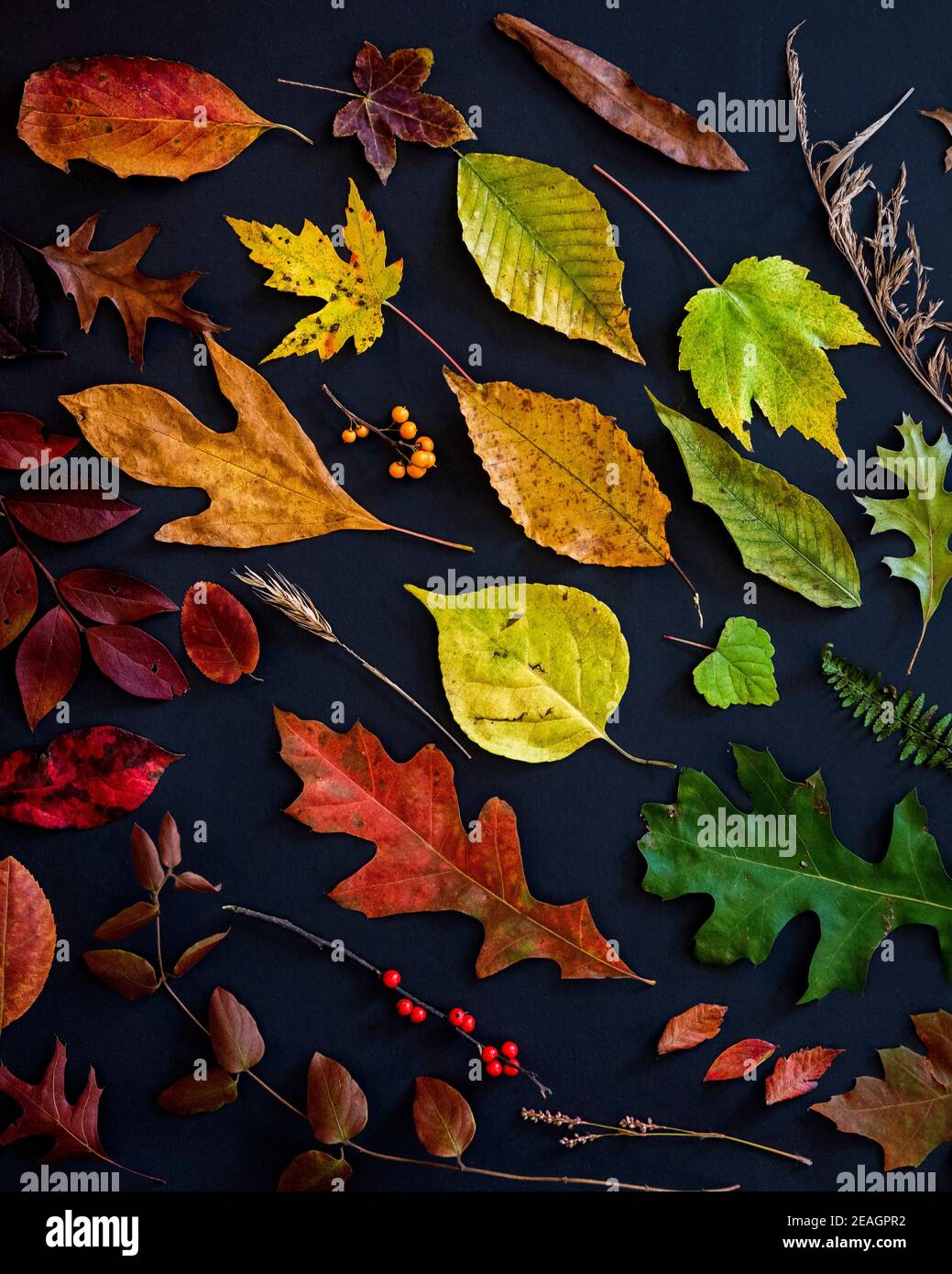 Feuilles d'automne dans une gamme de couleurs comprenant le rouge, l'orange, le jaune, le vert et le marron disposés individuellement sur un fond noir. Banque D'Images