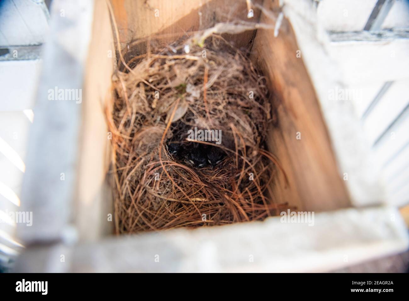 Carolina Wren (Thryothorus ludovicianus) poussins de bébé dans le Nest d'oiseau. Série de jours consécutifs montrant la croissance, cadre 7 de 12. Banque D'Images