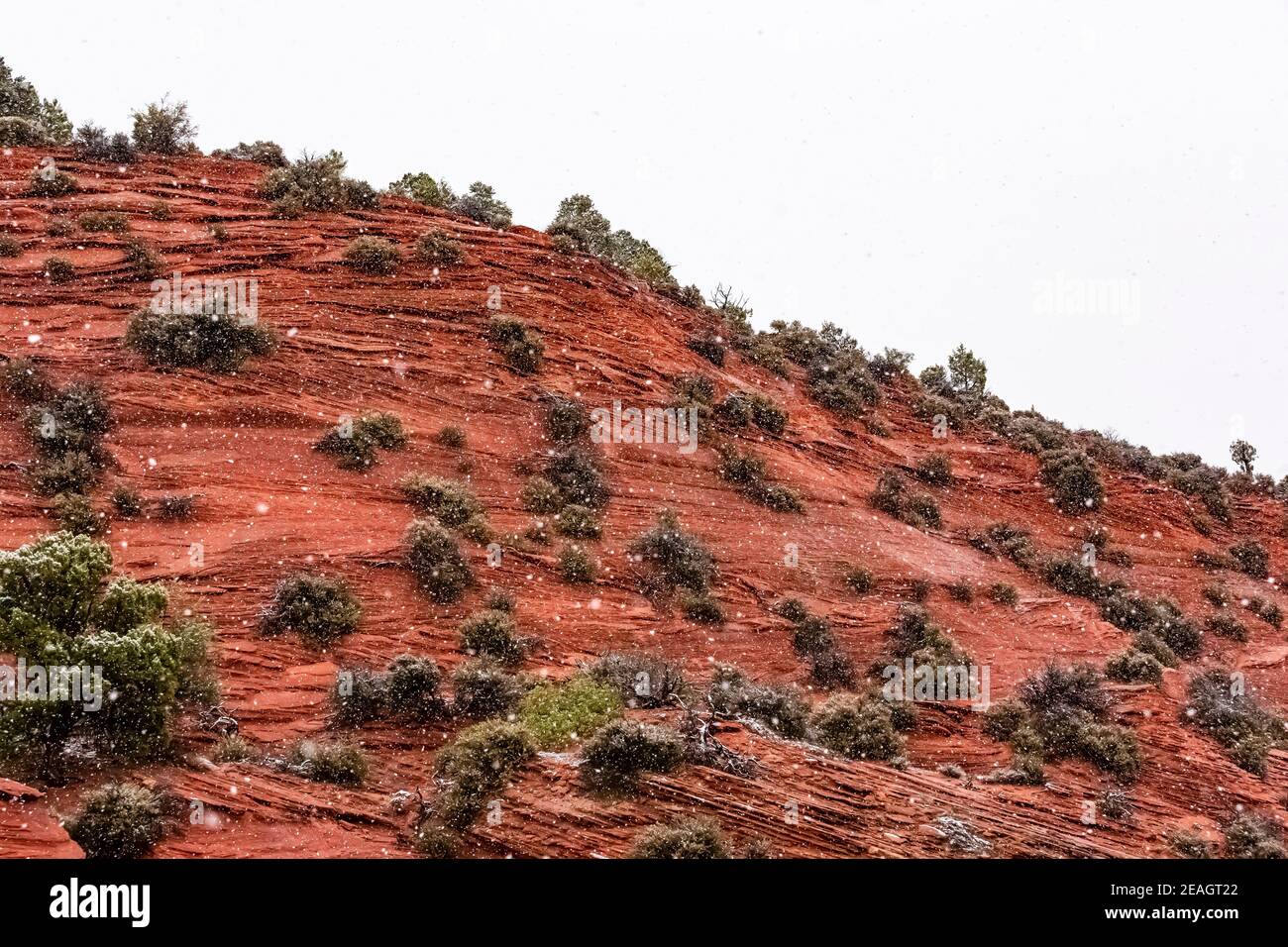 Neige sur les arbustes épars et le grès rouge à l'entrée du Red Canyon, alias Peek-a-Boo Canyon, près de Kanab, Utah, États-Unis Banque D'Images
