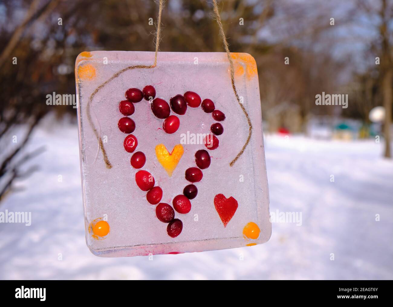Tableau d'art glacé d'un coeur fait à partir de Fruits congelés dans de la glace suspendus dans des arbres dans le parc Ottawa Banque D'Images