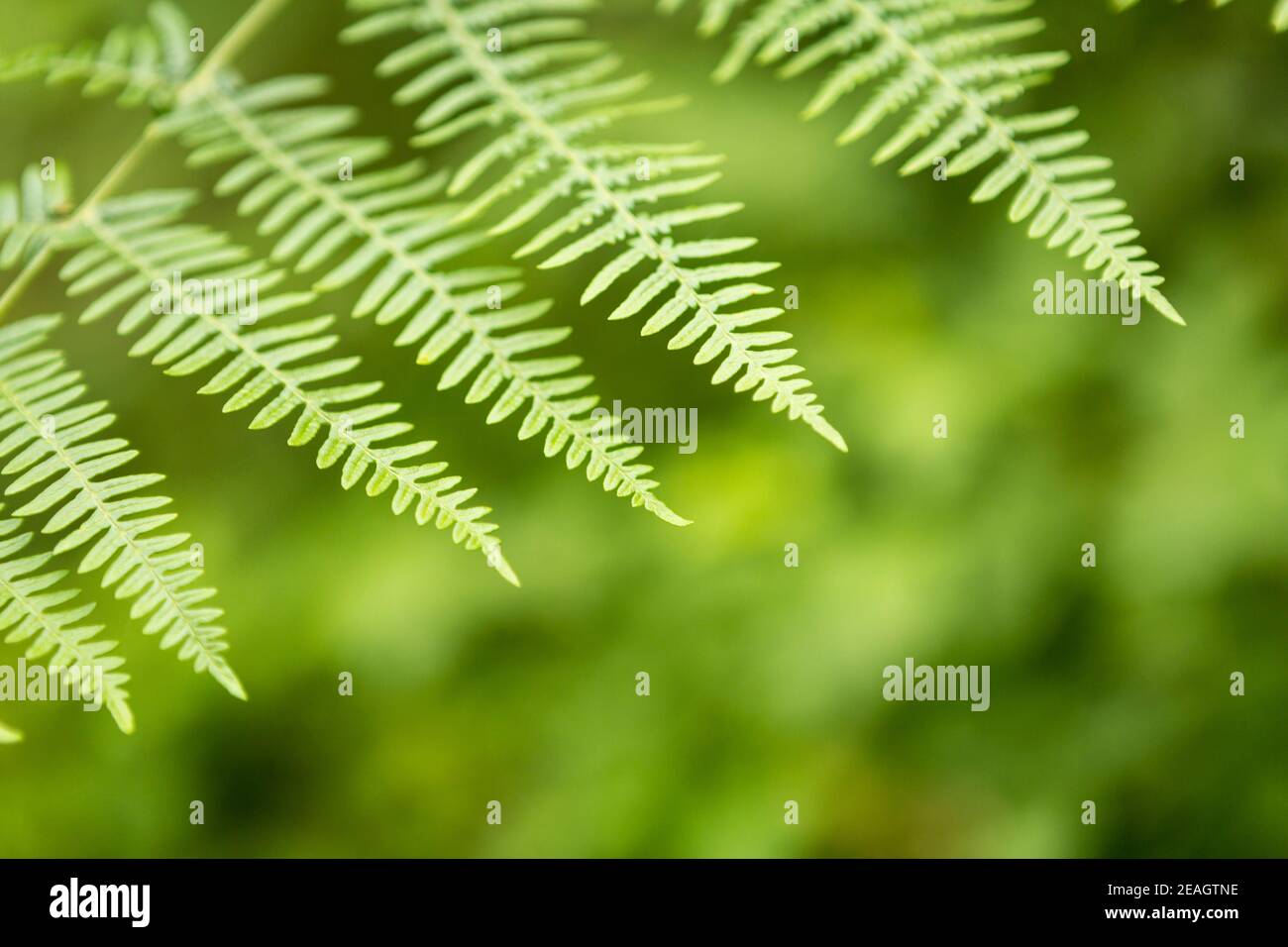 Fern feuille gros plan avec un fond vert flou - bien-être, nature, concept de durabilité Banque D'Images