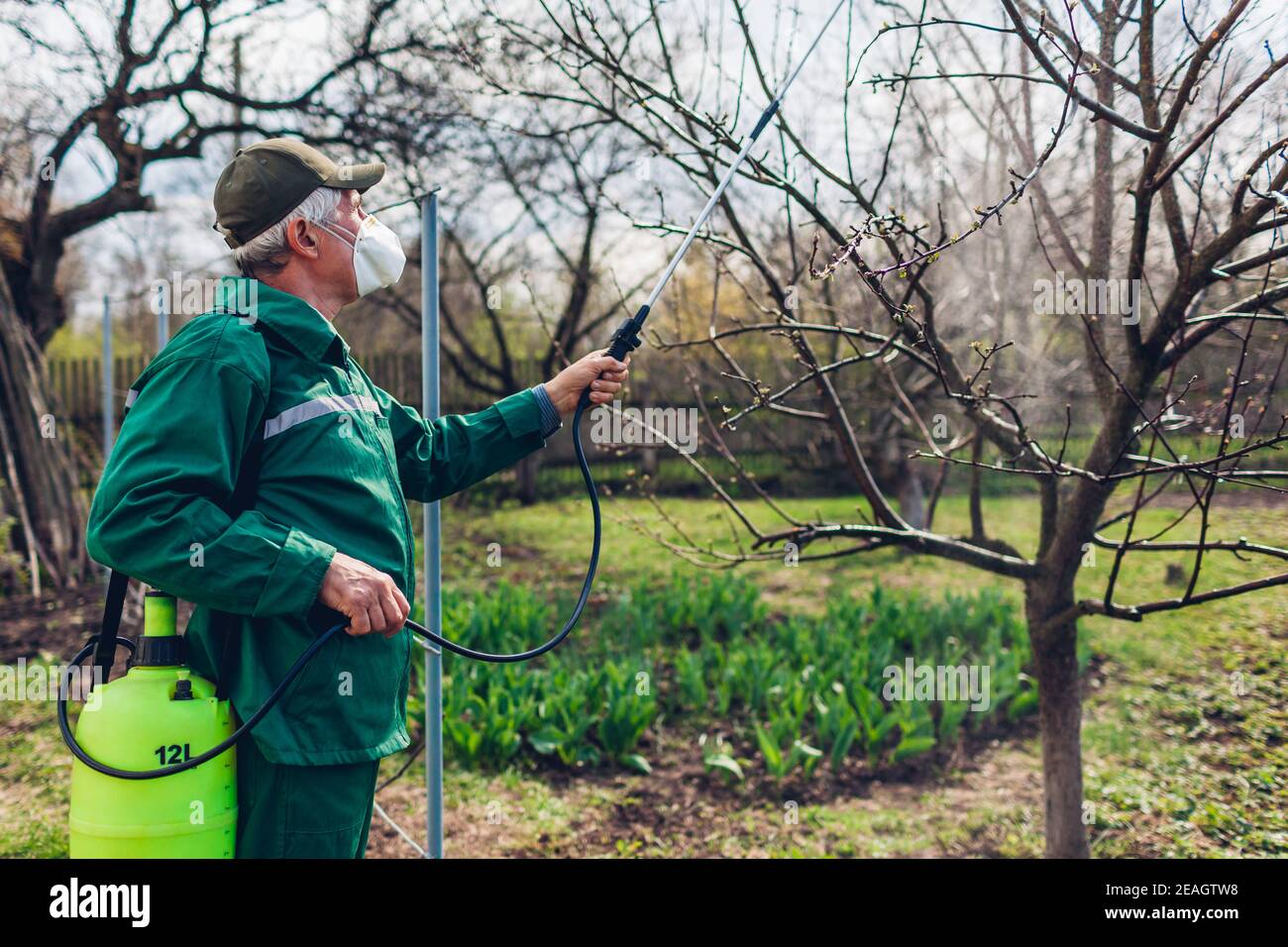 La pulvérisation avec de hauts arbres agriculteur manuel pulvérisateur de pesticides contre les insectes dans le jardin de printemps. Agriculture et jardinage concept Banque D'Images