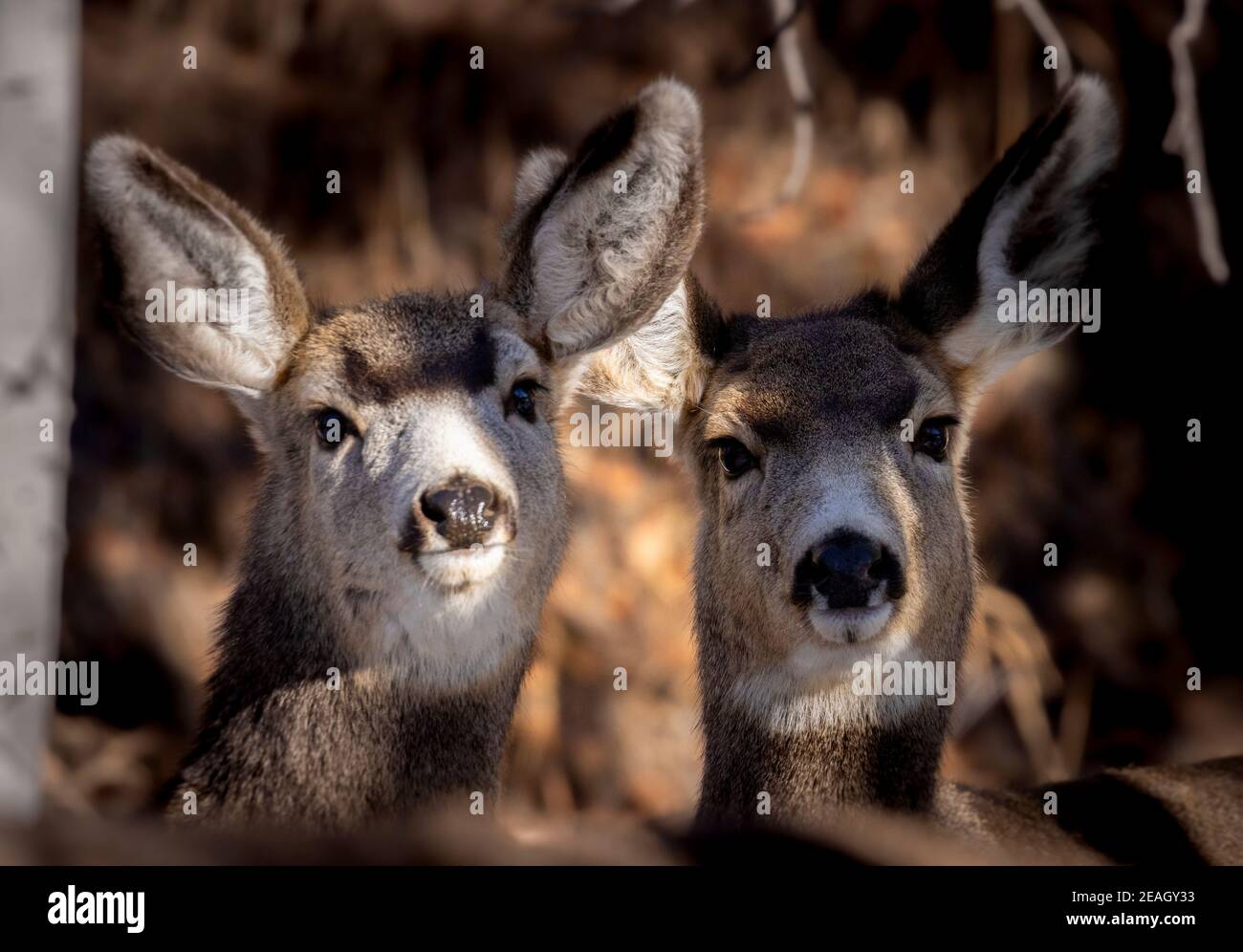 Petit troupeau de cerfs-mulets dans la forêt nationale de Pike Banque D'Images