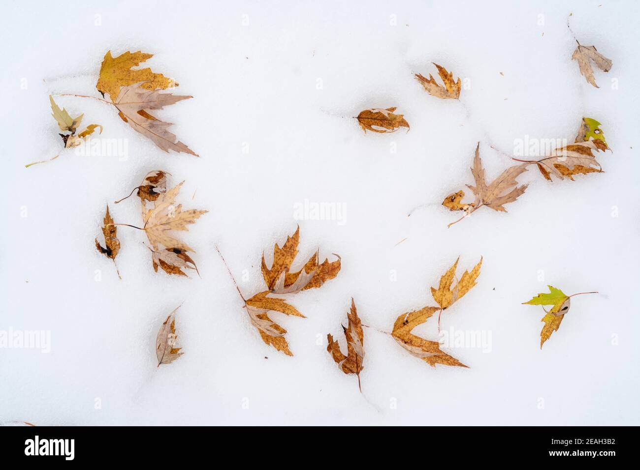 Feuilles d'érable argenté (Acer saccharinum) couchée sur un fond de forêt enneigé, octobre, E USA, par Dominique Braud/Dembinsky photo Assoc Banque D'Images