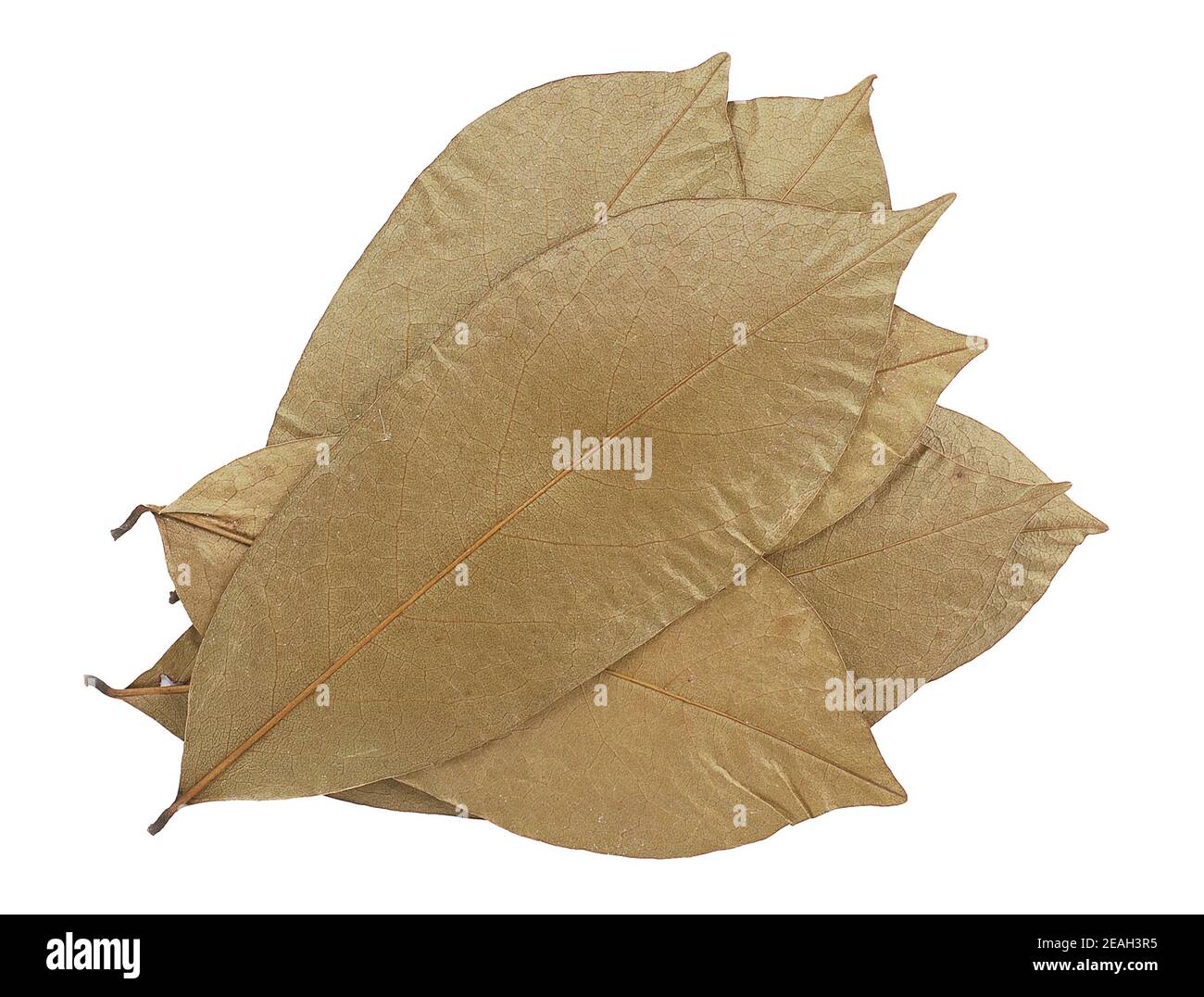 Feuille de soursop sèche isolée sur fond blanc Banque D'Images
