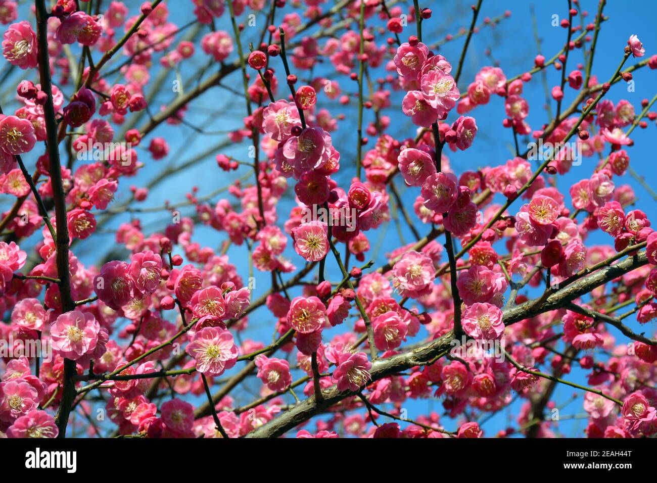 La fleur de prune rouge commence à fleurir dans le parc de Ping Shan dans la ville chinoise de Jiaxing, juste à temps pour le nouvel an chinois février 2021. Banque D'Images