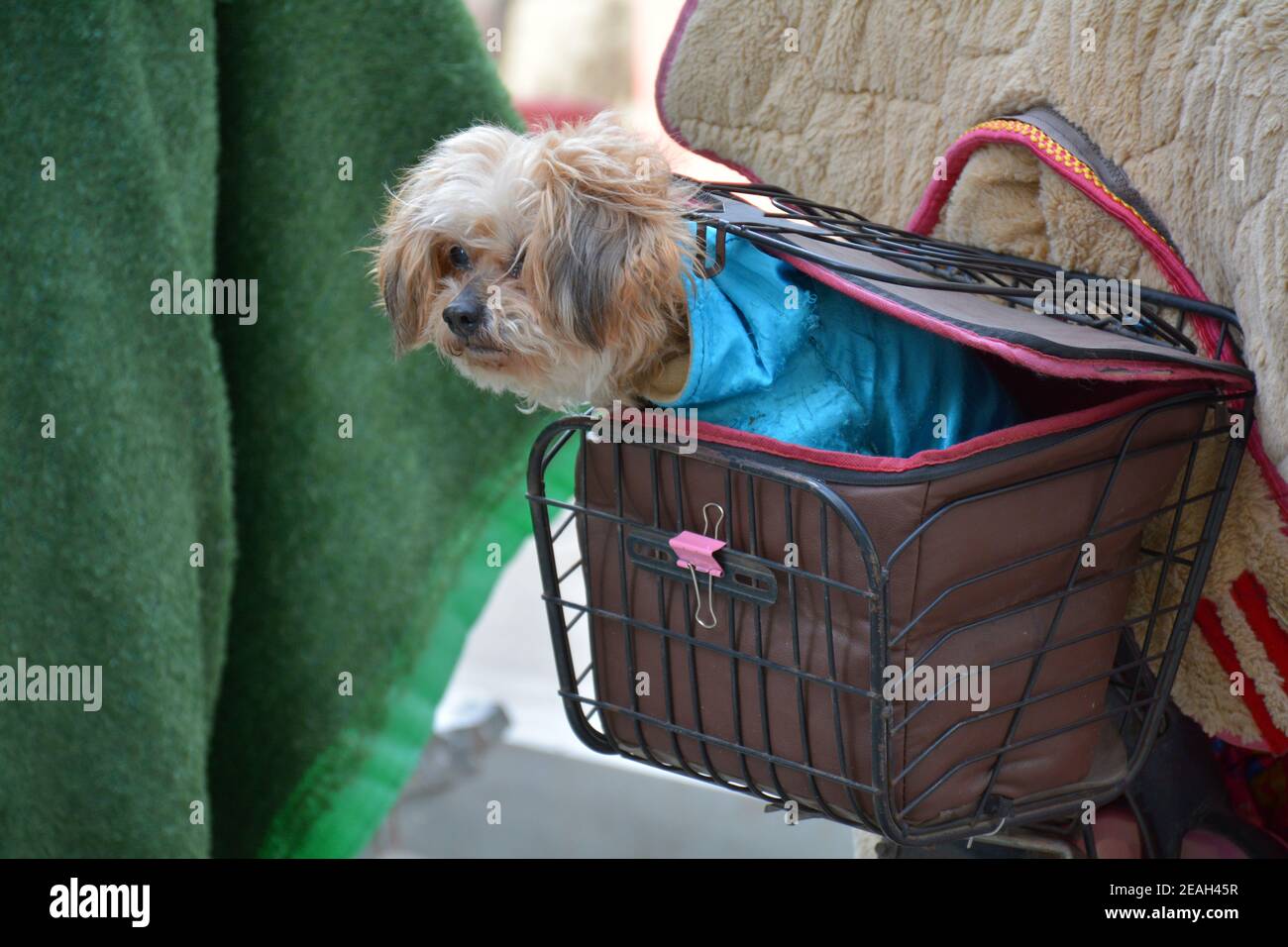 Le petit chien garde le scooter de ses propriétaires pendant qu'ils font du shopping. Assis dans un panier attaché à l'arrière. fév 2021 Banque D'Images