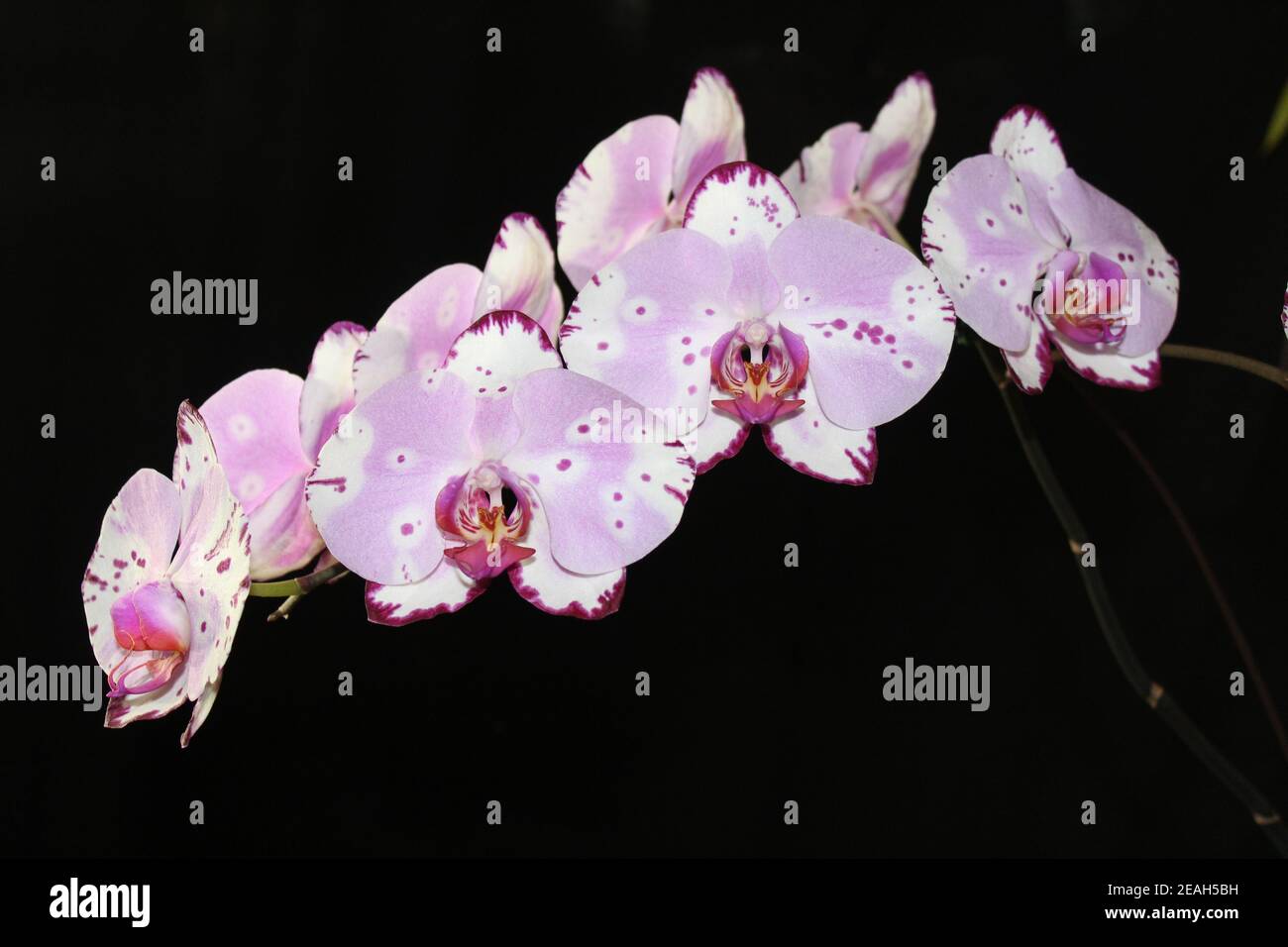 Plante d'orchidée rose et blanche Banque D'Images