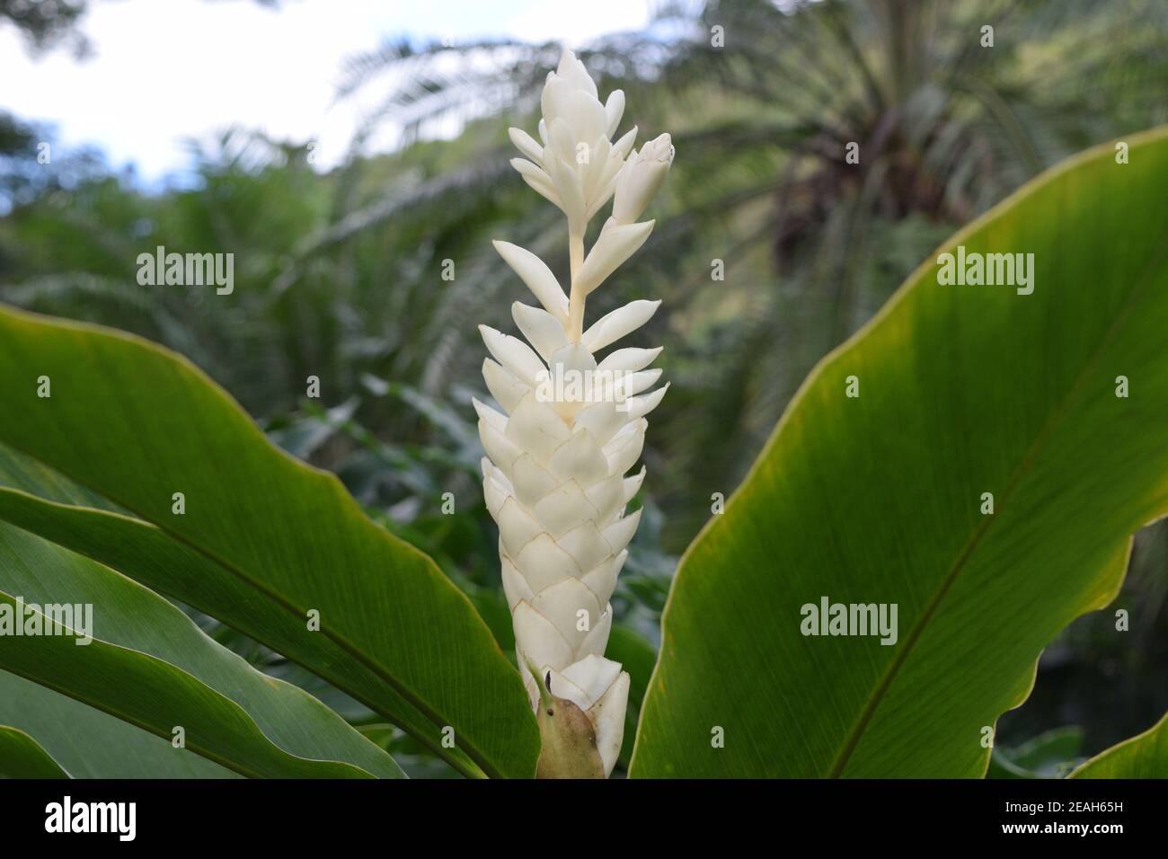 Fleur sauvage au jardin botanique de Waimea Valley. Banque D'Images