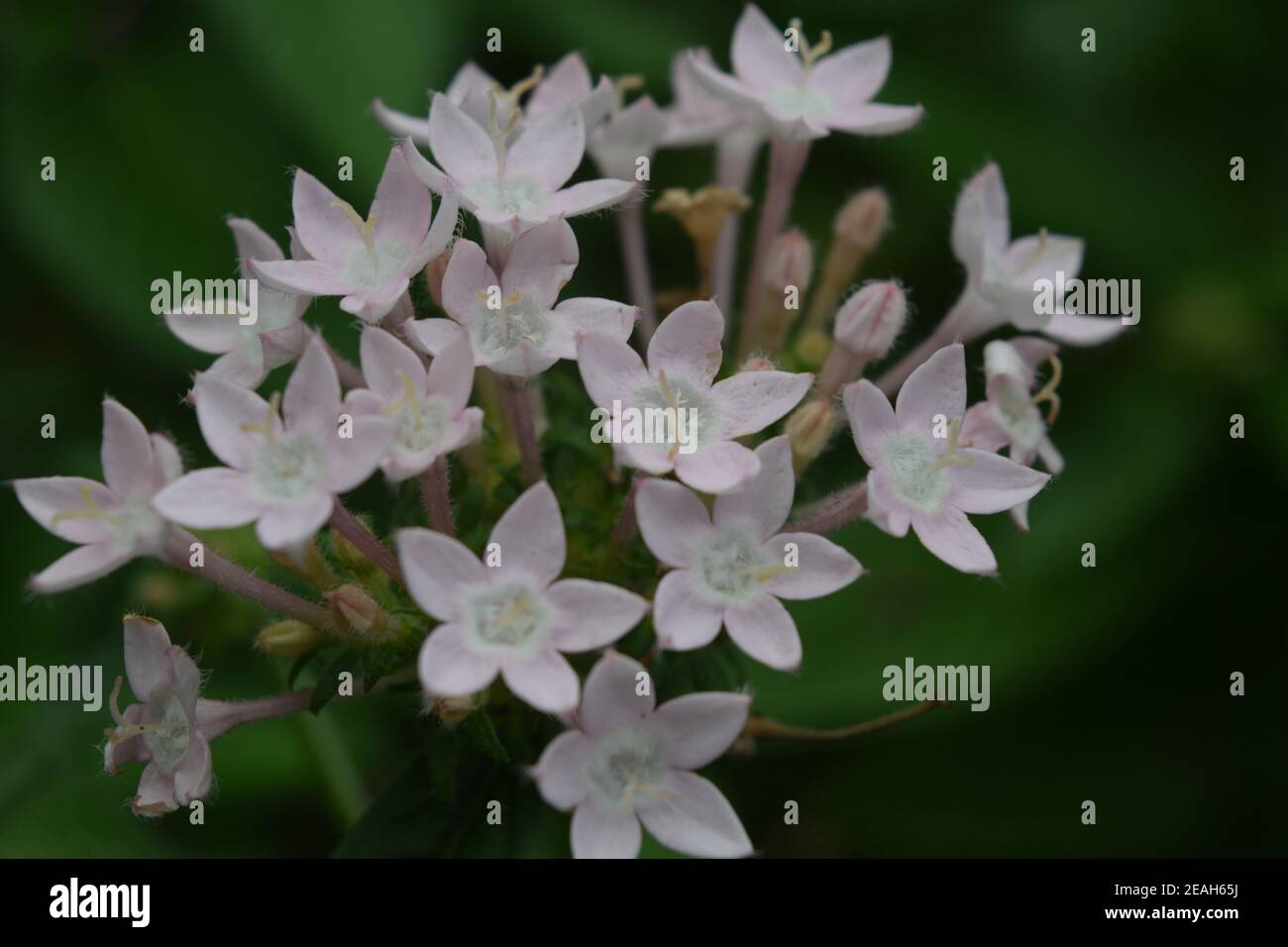 Fleurs sauvages au jardin botanique de Waimea Valley. Banque D'Images