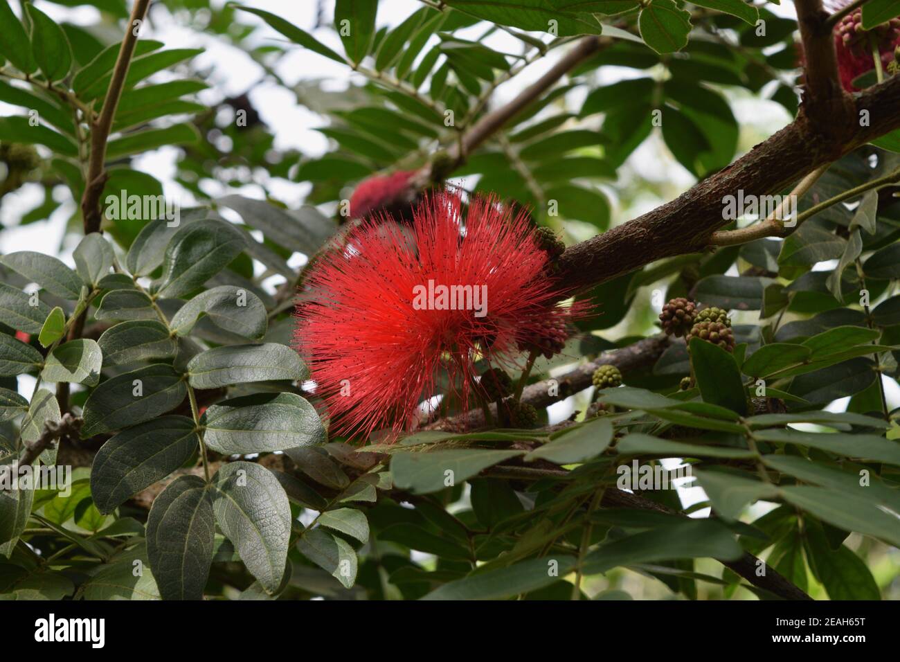 'OHI'a Lehua au jardin botanique de la vallée de Waimea. Banque D'Images