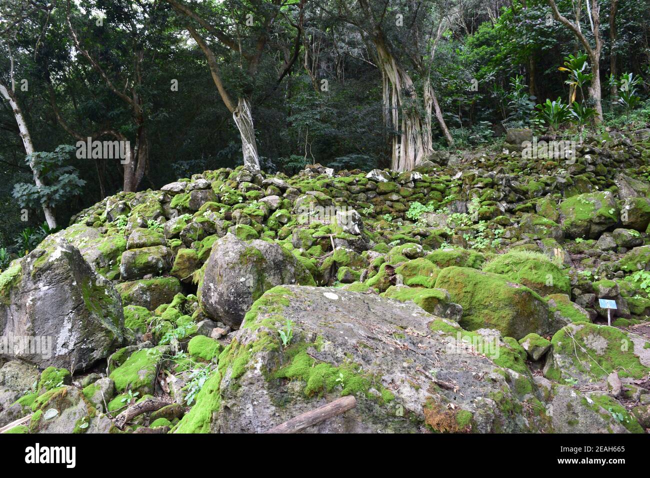 Paysage rocheux au jardin botanique de Waimea Valley. Banque D'Images