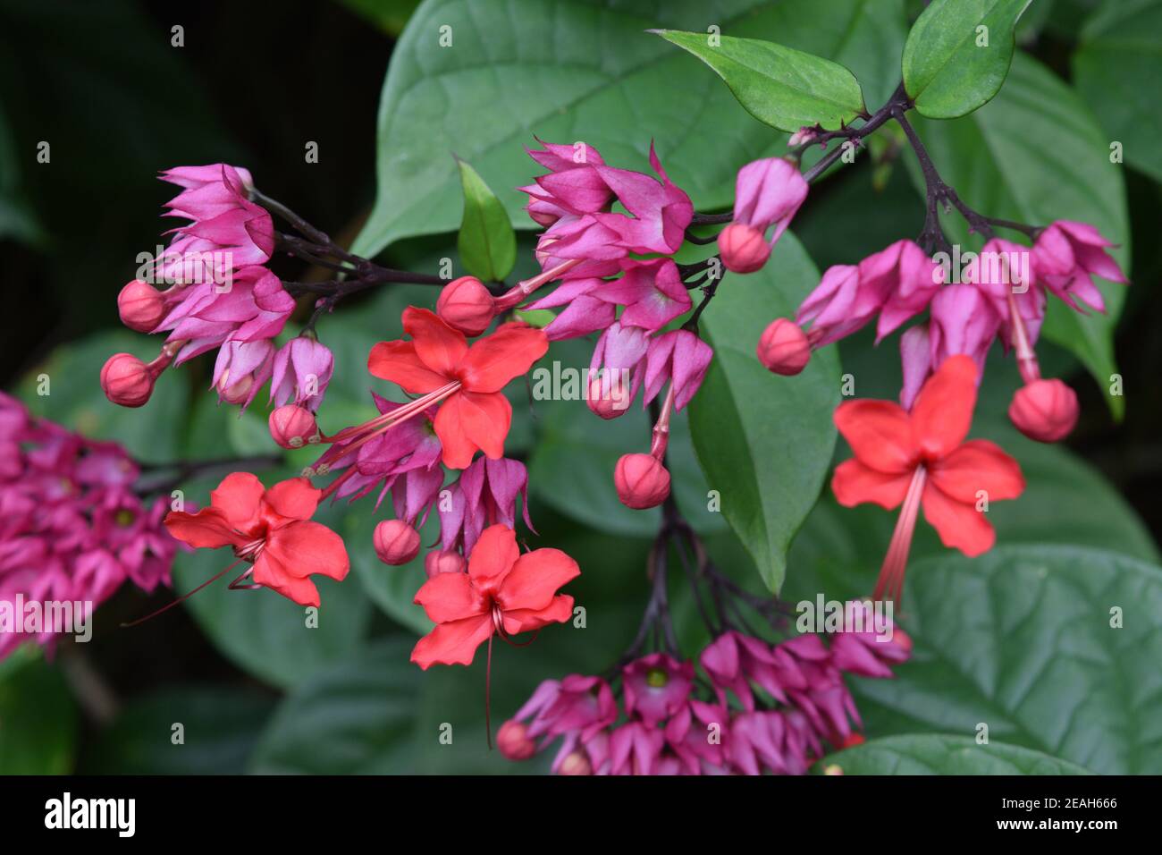 Fleurs sauvages au jardin botanique de Waimea Valley. Banque D'Images