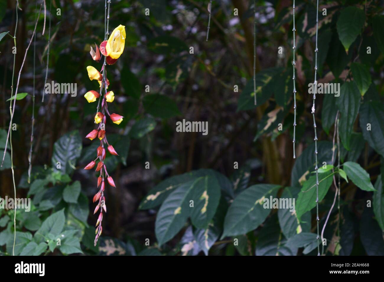 Vignes de fleurs sauvages au jardin botanique de la vallée de Waimea. Banque D'Images
