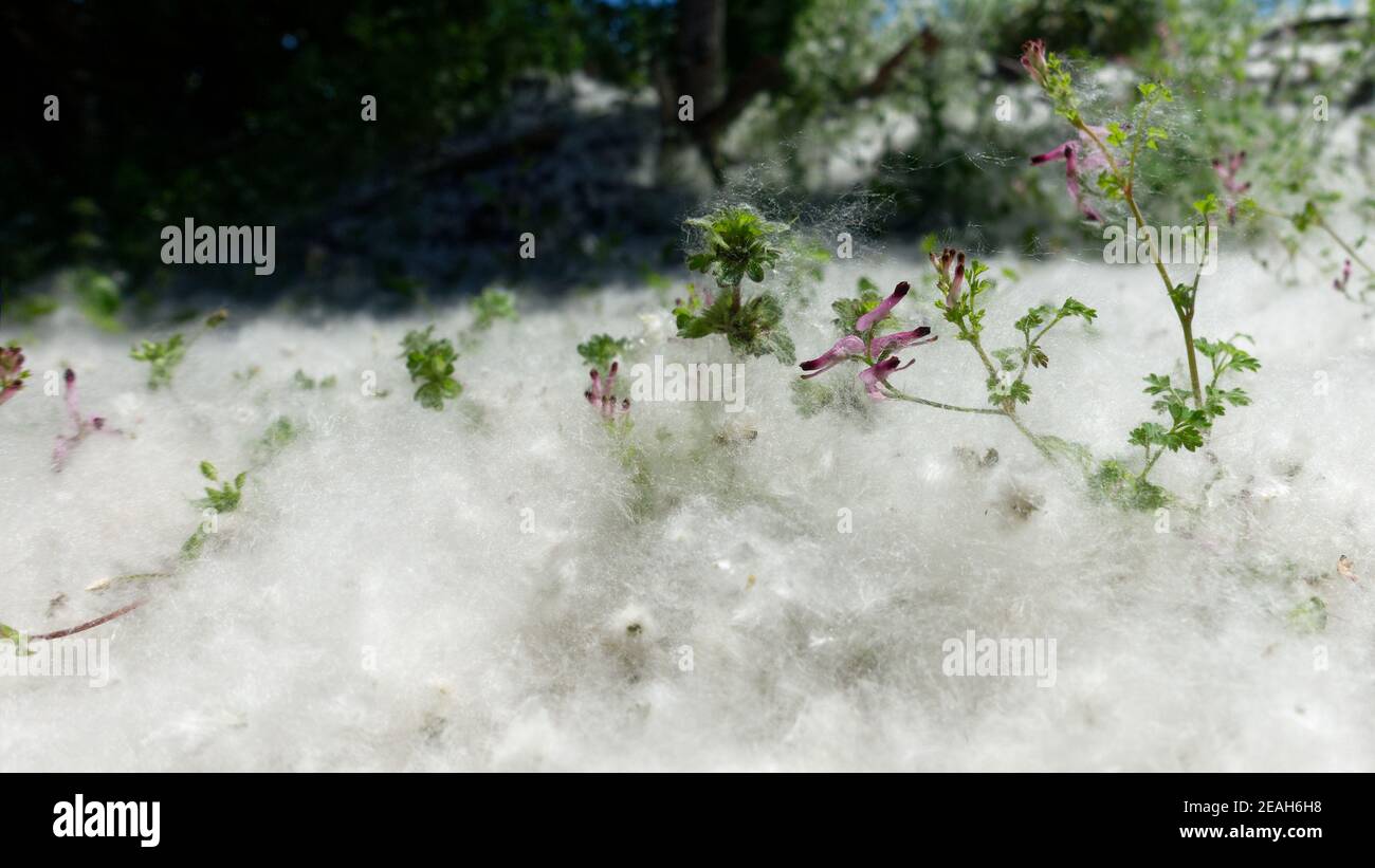 Les graines d'arbre de Cottonwood blanchissant le sol comme la neige. Peuplier (peuplier, peuplier). Les graines sont couvertes de cheveux pour faciliter la dispersion du vent, Nouvelle-Zélande. Banque D'Images