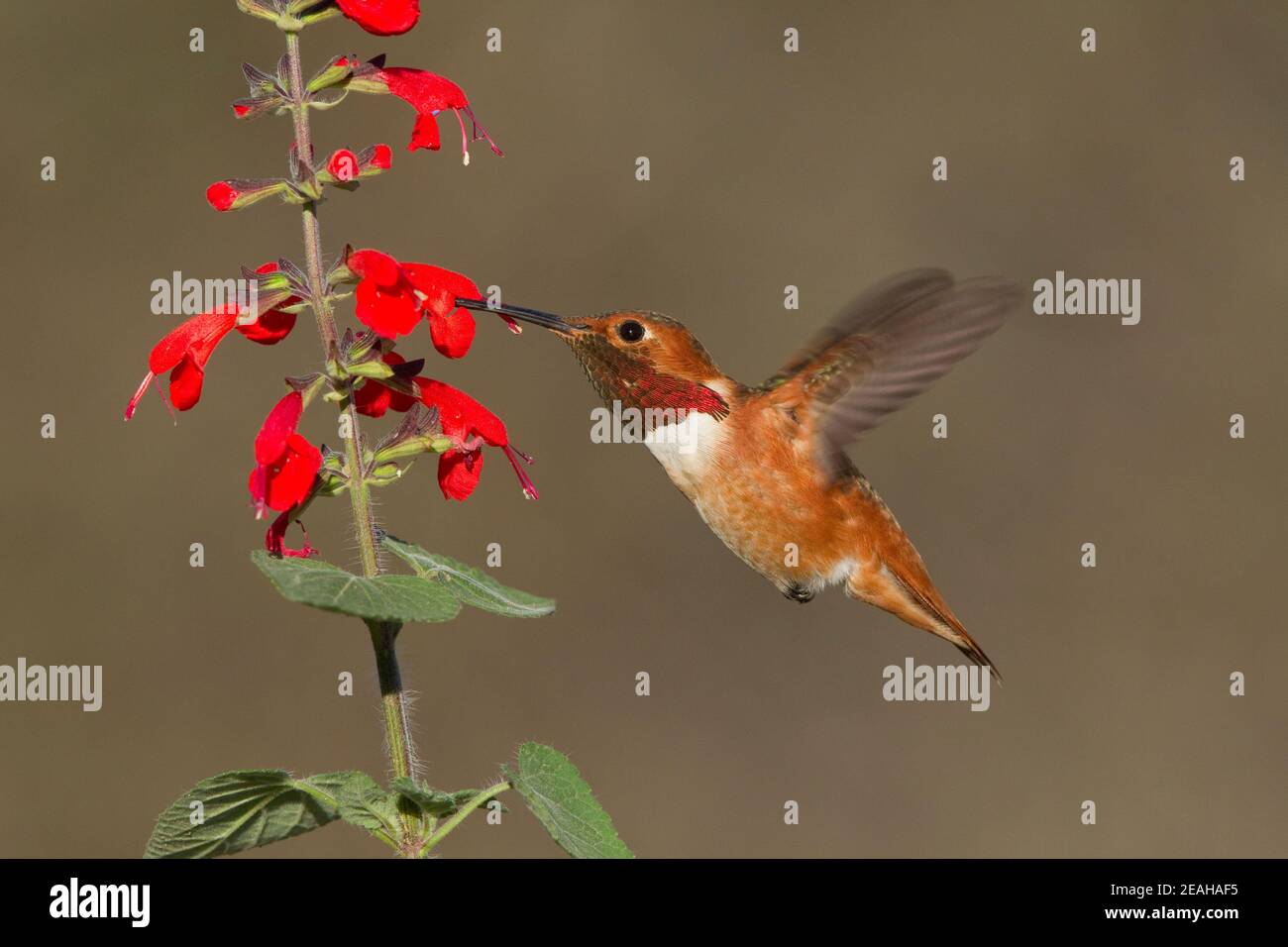 Mâle Hummingbird d'Allen, Sélasphorus sasin, se nourrissant à la fleur de salvia, Salvia coccinea. Banque D'Images