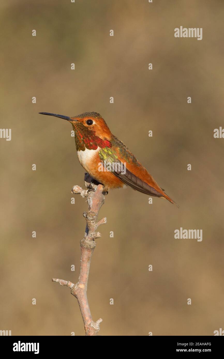 Mâle Hummingbird d'Allen, Sélasphorus sasin, perché. Banque D'Images