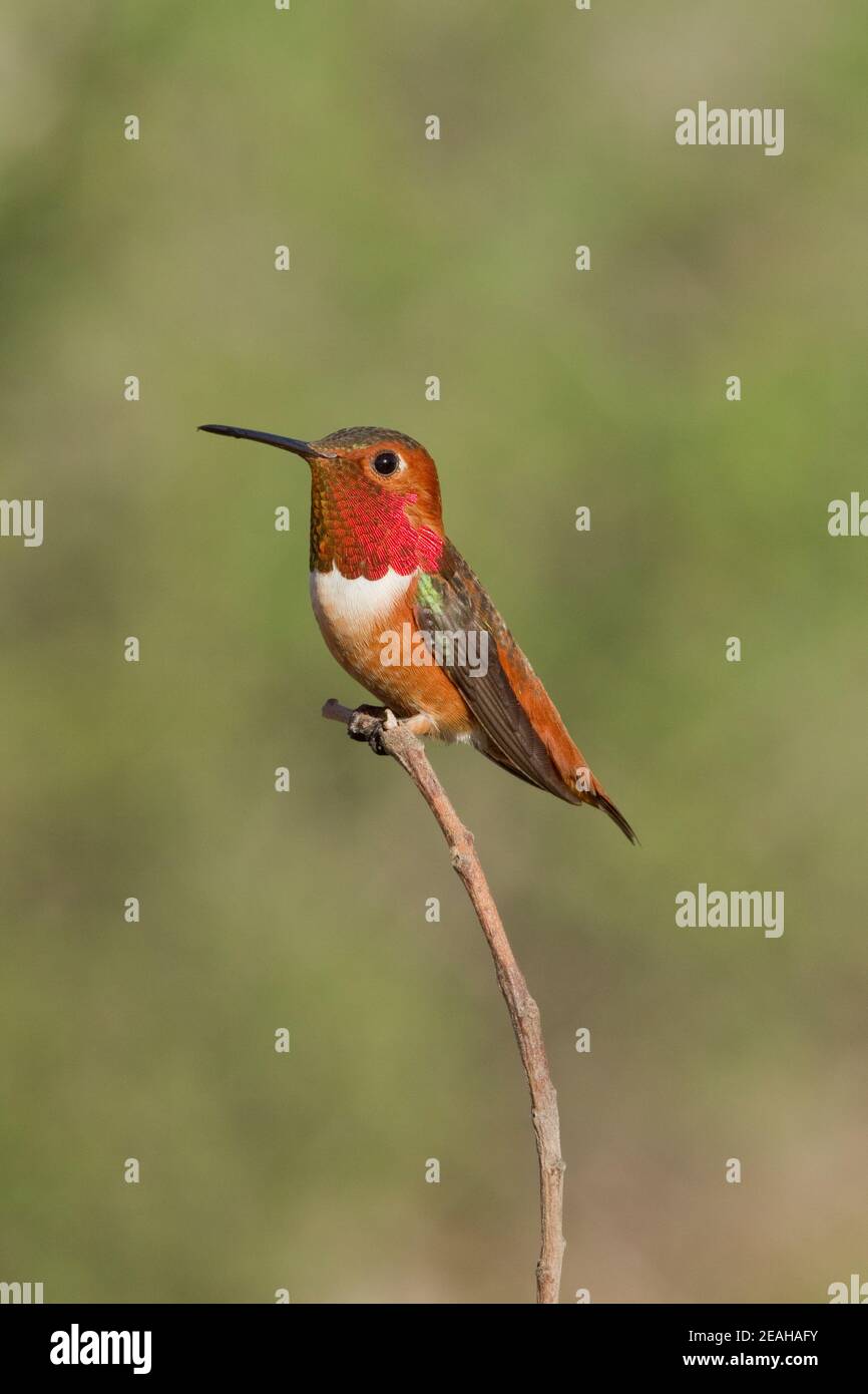 Mâle Hummingbird d'Allen, Sélasphorus sasin, perché. Banque D'Images
