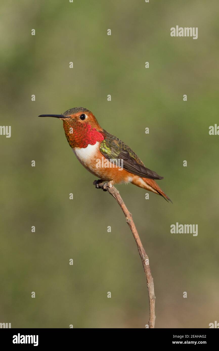 Mâle Hummingbird d'Allen, Sélasphorus sasin, perché. Banque D'Images