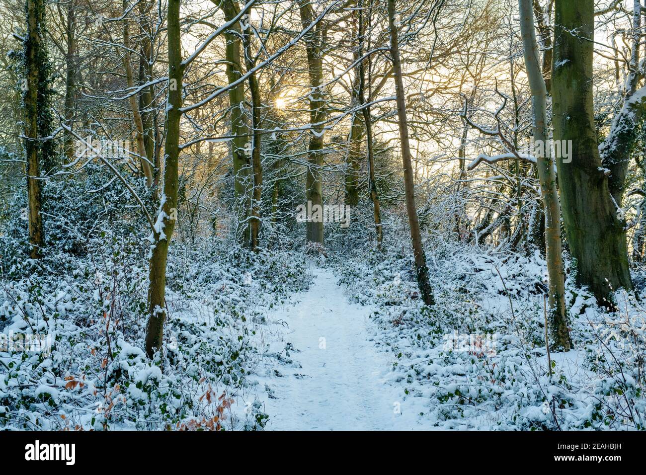 Soleil matinal dans une forêt dans la neige. Près de Chipping Norton, Cotswolds, Oxfordshire, Angleterre Banque D'Images