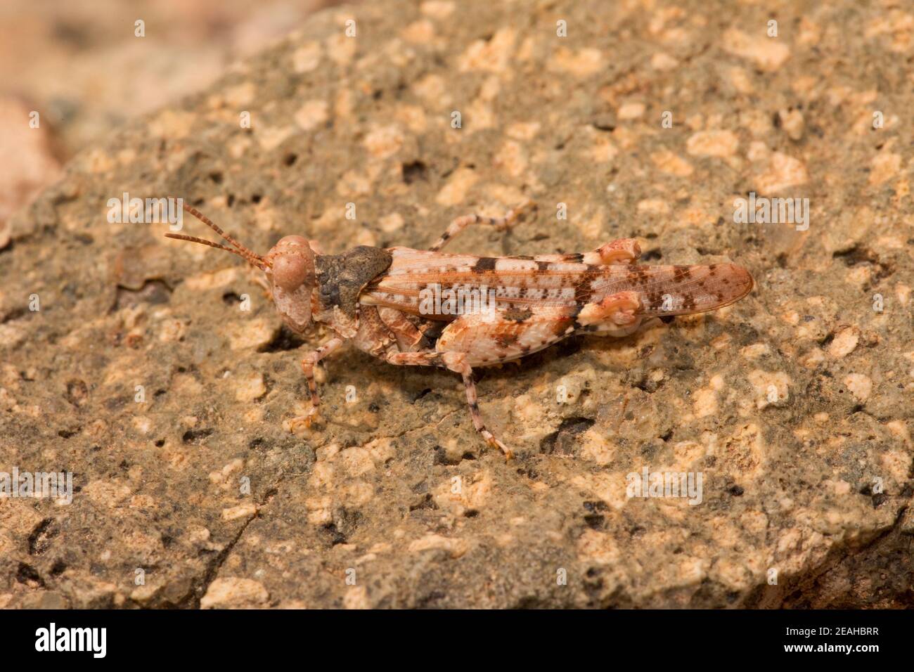 Cabas à la crème mâle, Cibolacris parviceps parviceps, Acrididae. Banque D'Images