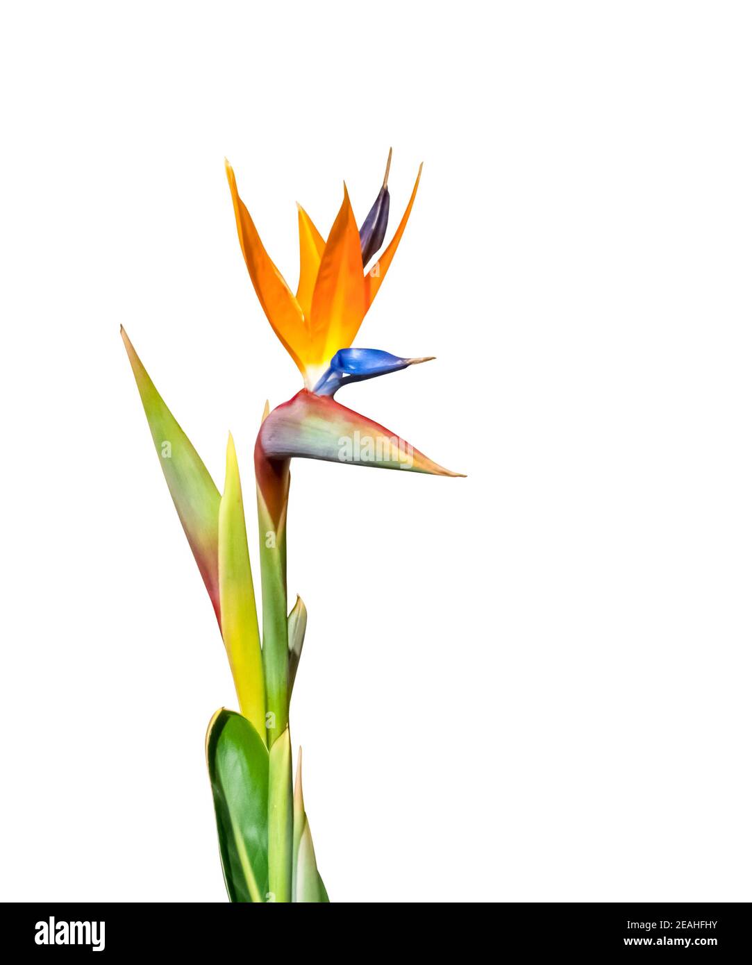 oiseau de paradis fleur et les feuilles closeup coupé isolé sur fond blanc Banque D'Images