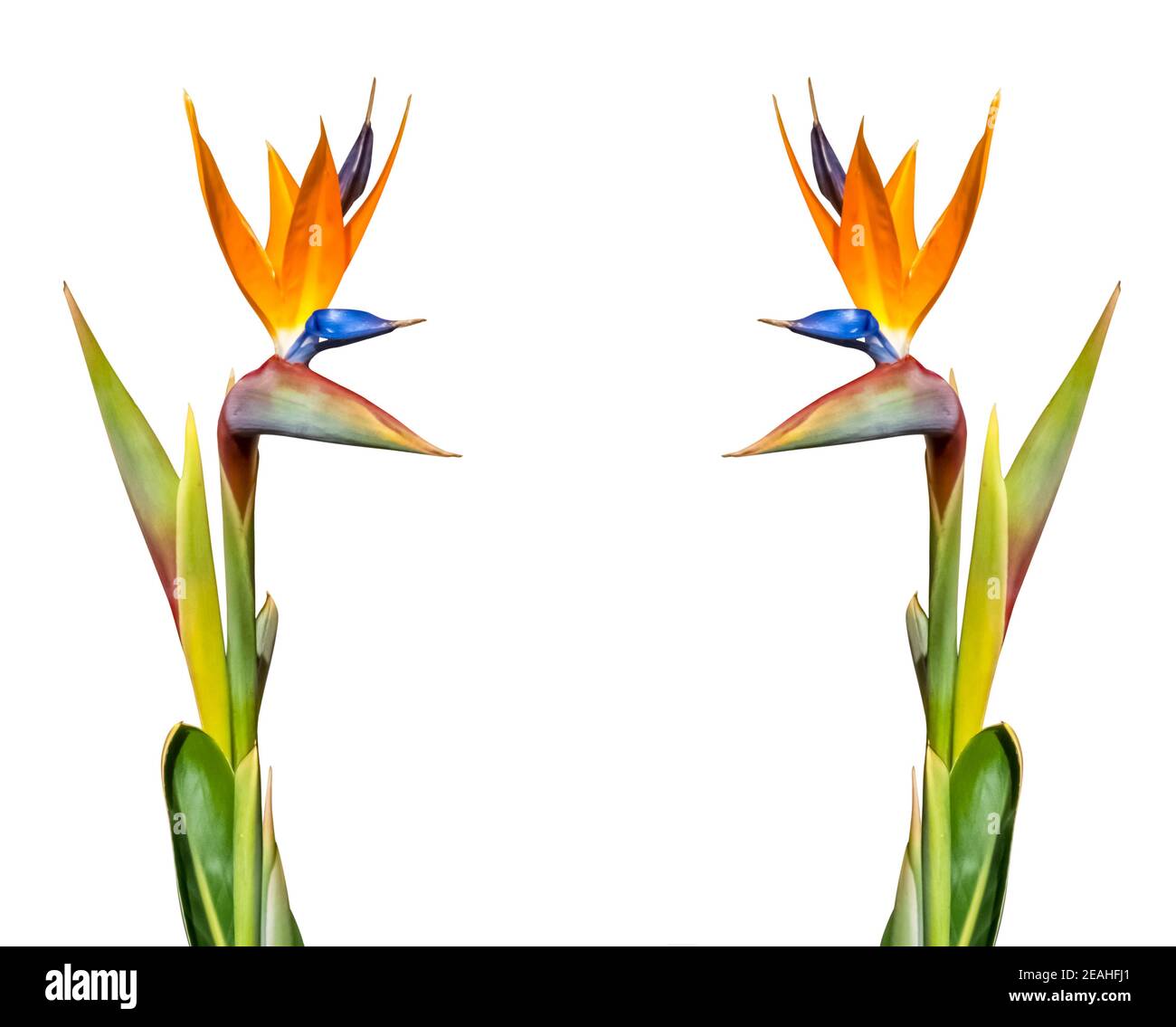 deux fleurs d'oiseau de paradis colorées en gros plan coupées dessus arrière-plan blanc faisant une bordure avec un espace de copie Banque D'Images