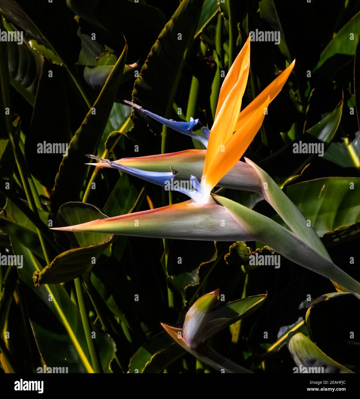 deux fleurs d'oiseau de paradis aux couleurs vives près d'un fond de feuille vert foncé Banque D'Images