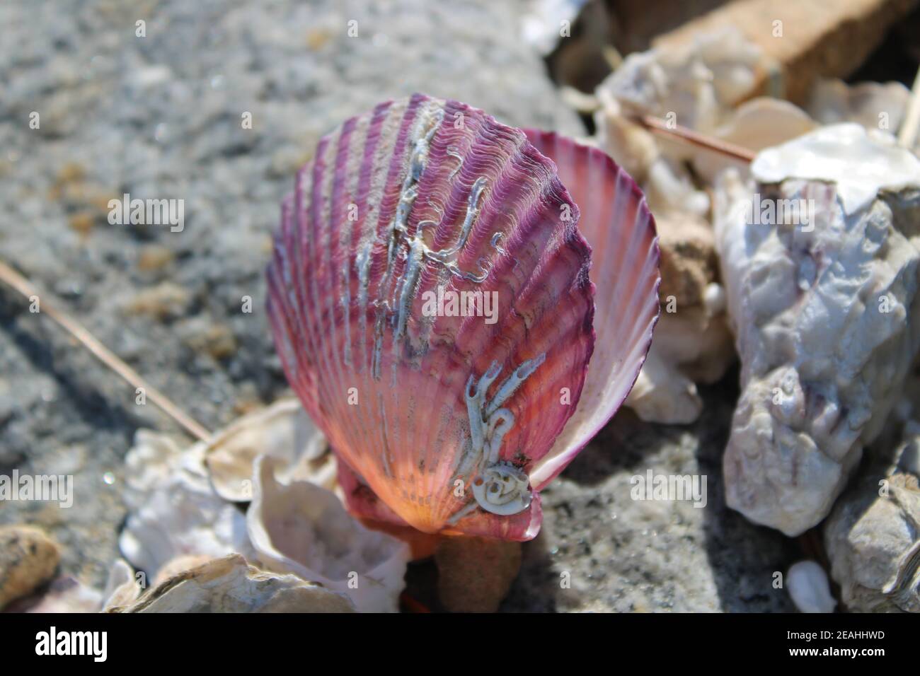 Coquilles pétoncles violets luminescentes sur la plage dans la lumière de l'après-midi Banque D'Images