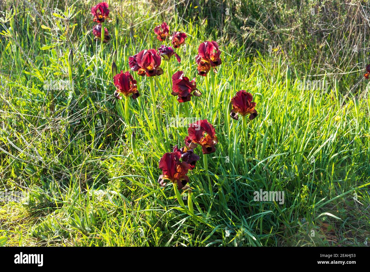 Groupe d'iris violet sauvage fleurs d'Argaman de gros plan parmi l'herbe. Israël Banque D'Images