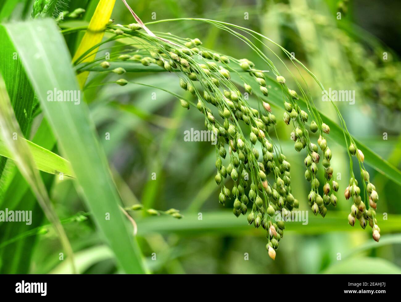 Le millet cultivé en champ agricole Banque D'Images