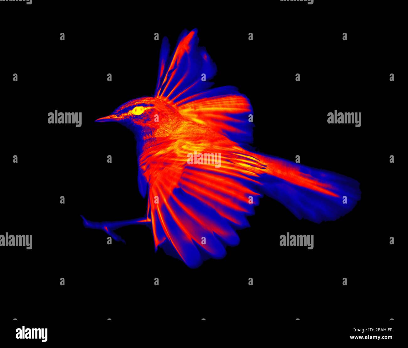 willow warbler dans la caméra thermique scientifique de haute technologie sur fond noir isolé Banque D'Images