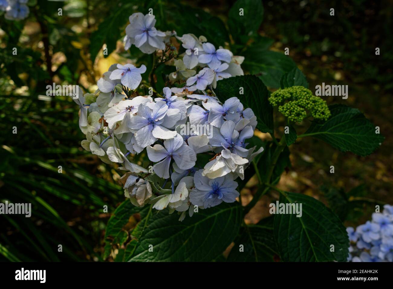 Une ancienne plante de jardin de cottage, l'hortensia en fleur. Banque D'Images