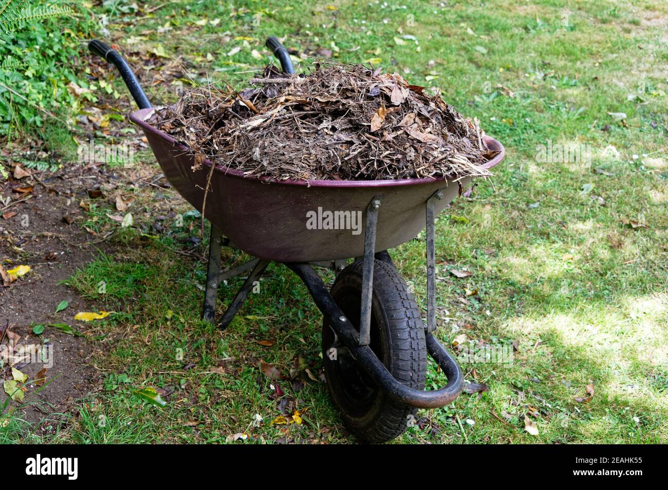 Le compost est entassé dans une brouette, attendant d'être répandu autour du jardin Banque D'Images