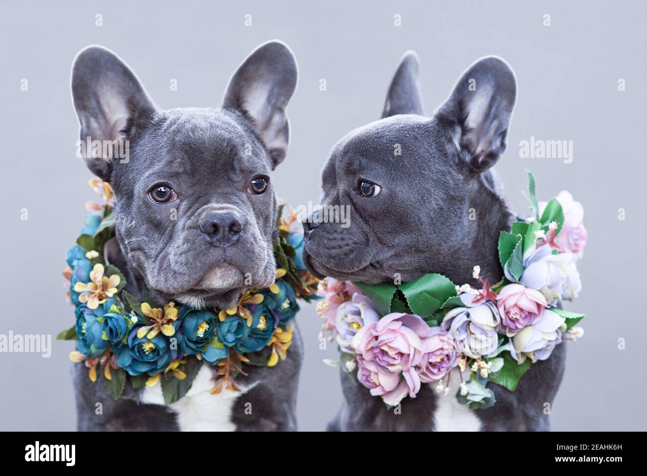 De magnifiques Bulldogs français bleus portant une fleur romantique rose et bleue colliers sur fond gris Banque D'Images