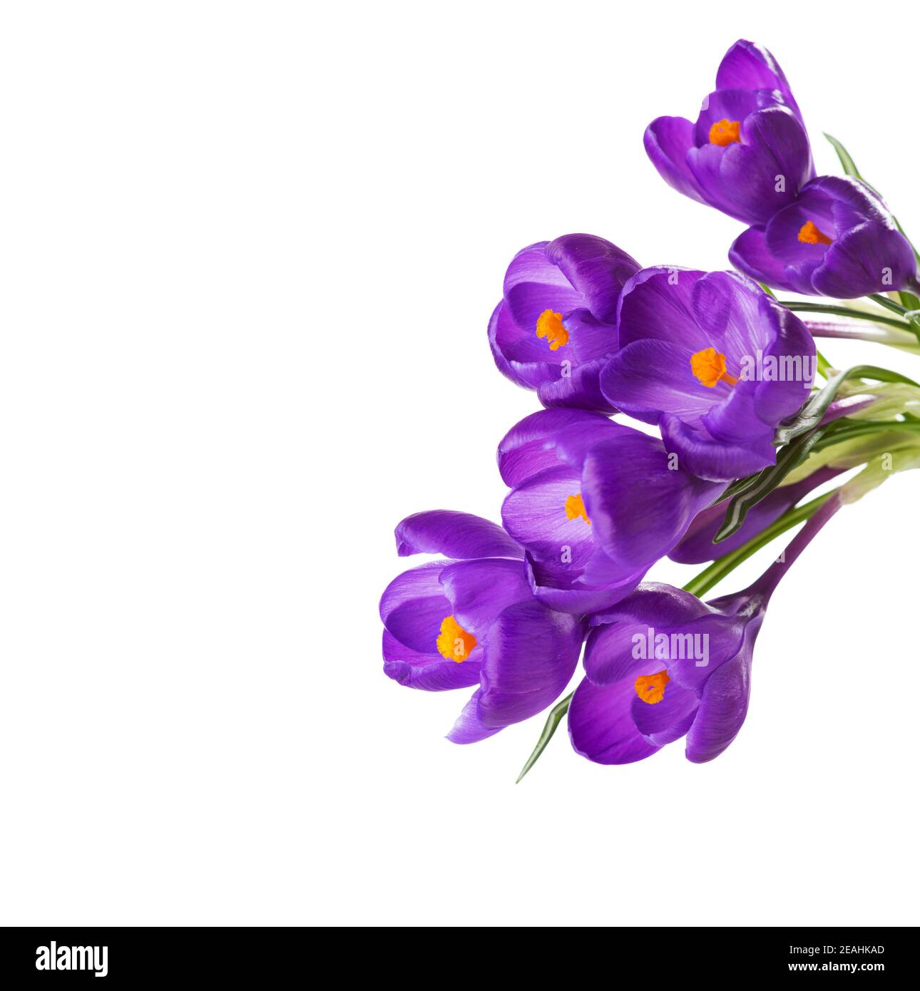 Fleurs de Crocus isolées sur fond blanc. Banque D'Images