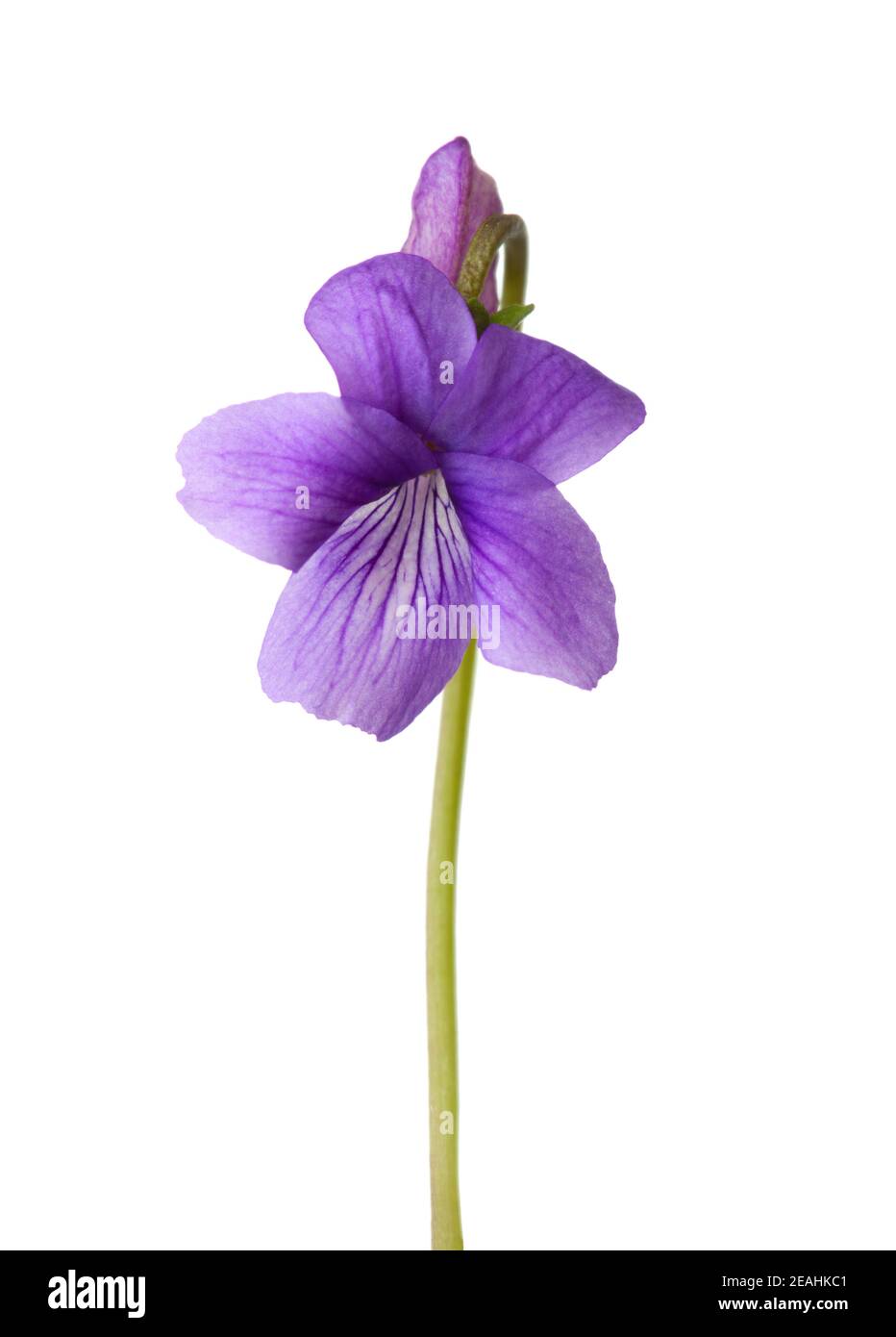 Fleur de Violet de bois (Viola odorata) isolée sur fond blanc. Banque D'Images
