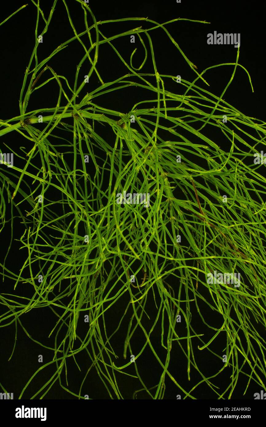 Queue de jument commune (Hippuris vulgaris) queue de jument commune isolée avec lumière jaune sur une plaine arrière-plan noir Banque D'Images