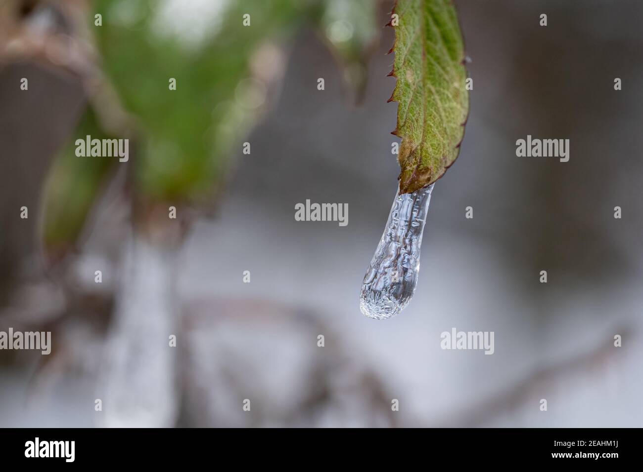 Goutte d'eau gelée comme icicle sur une feuille verte après une tempête d'hiver froide Banque D'Images