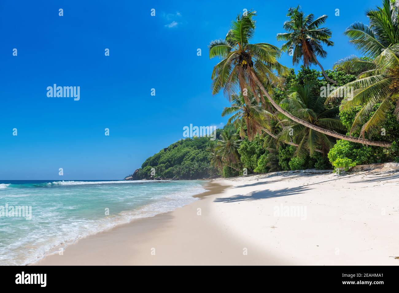 Paradis Plage ensoleillée avec palmiers à coco et mer turquoise. Banque D'Images