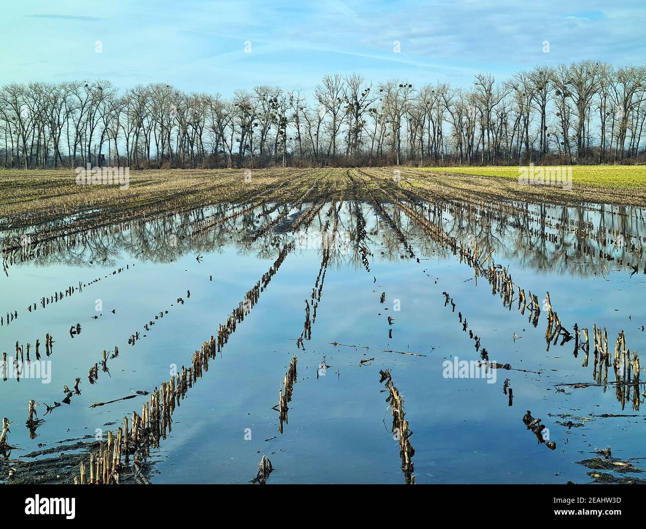 L'Autriche, Reisenberg, utilisait des champs en partie sous l'eau et des rangées d'arbres comme protection contre le vent et refuge pour les animaux sauvages, les arbres infestés de wi Banque D'Images