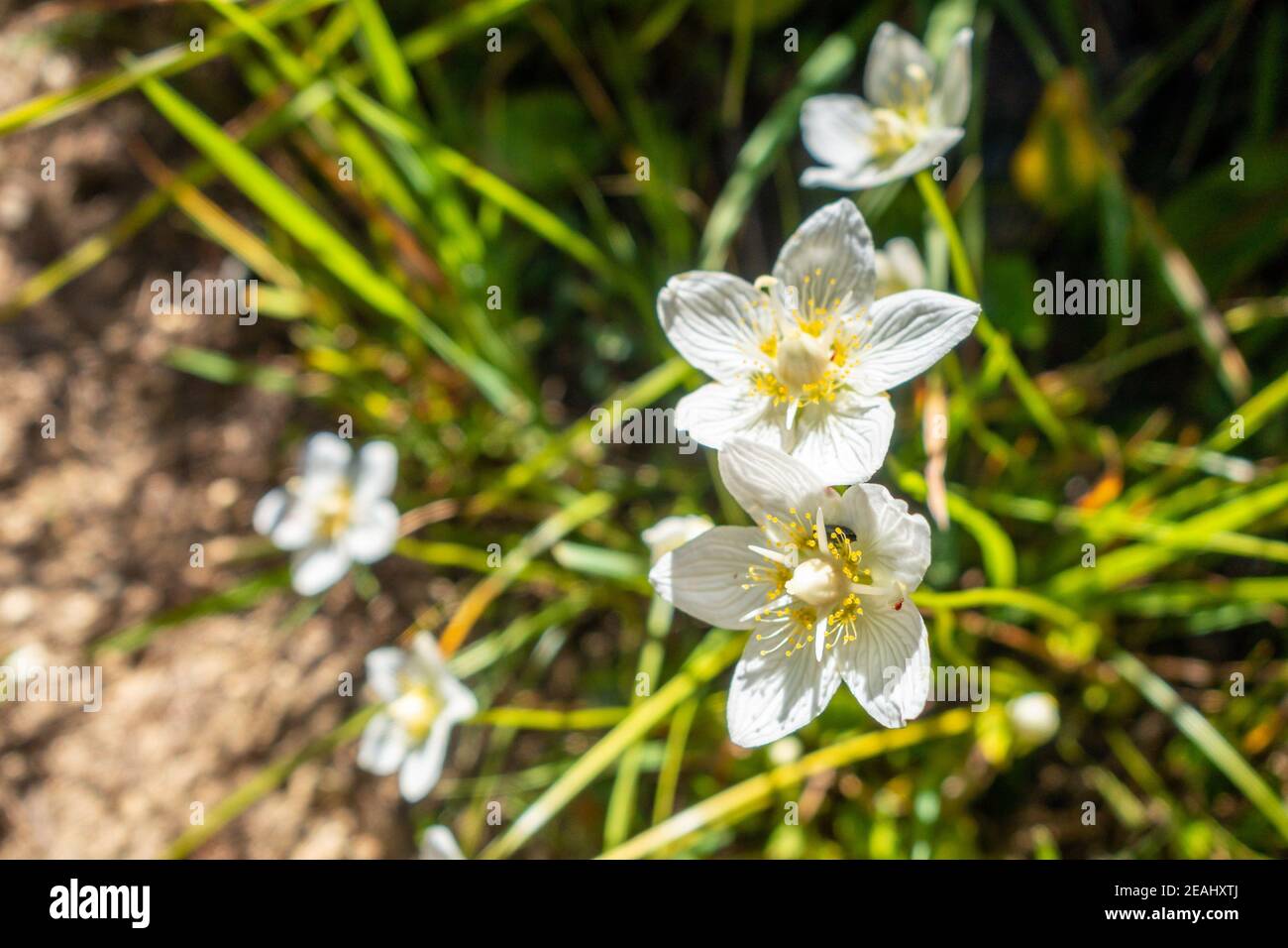 Parnassia palustris fleurit dans le Parc national de la Vanoise, France Banque D'Images