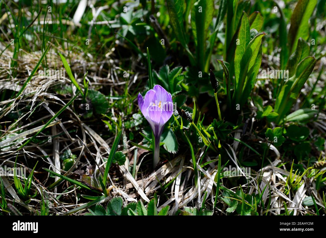 Crocus printanier sur Alpe di Siusi Banque D'Images
