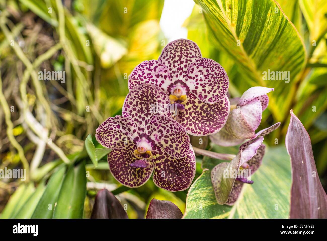 Orchid dans le jardin botanique de Singapour Banque D'Images