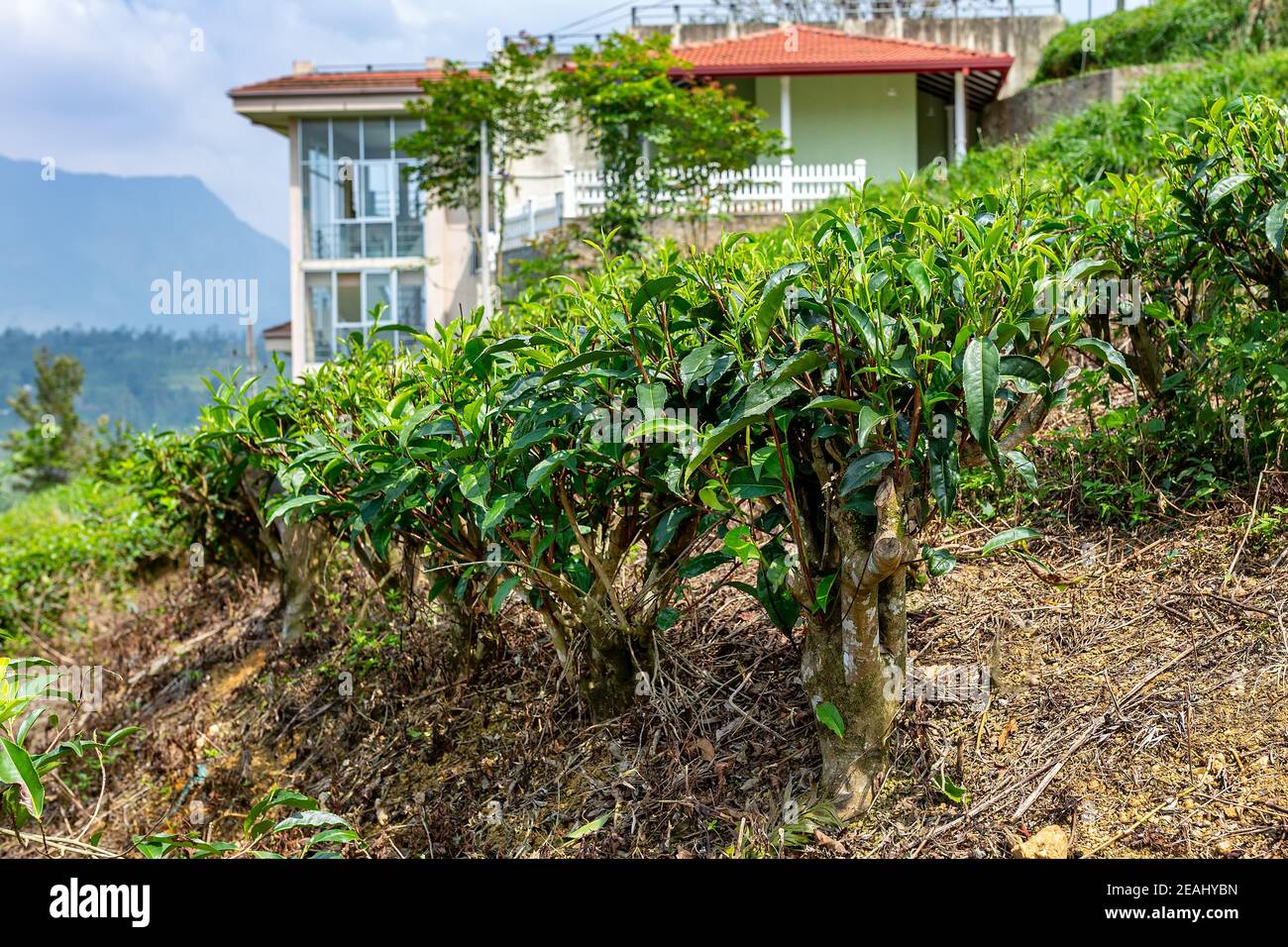 buissons de thé, arbre de thé gros plan sur le fond d'une plantation de thé Banque D'Images